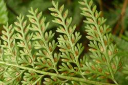 Asplenium gracillimum. Abaxial surface of lamina with narrow ultimate segments, showing submarginal sori and indusia.  
 Image: L.R. Perrie © Te Papa CC BY-NC 3.0 NZ